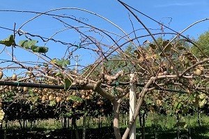 Kiwi e cambiamento climatico, ricerche con l’Ersa Kiwi e cambiamento climatico, ricerche con l’Ersa