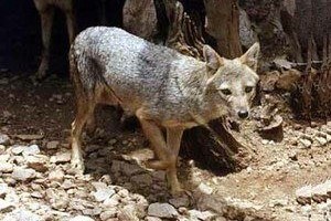 Fauna selvatica, accordo con la Regione Fauna selvatica, accordo con la Regione