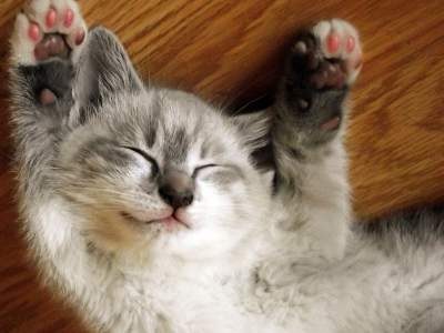 Un gatto Un gatto